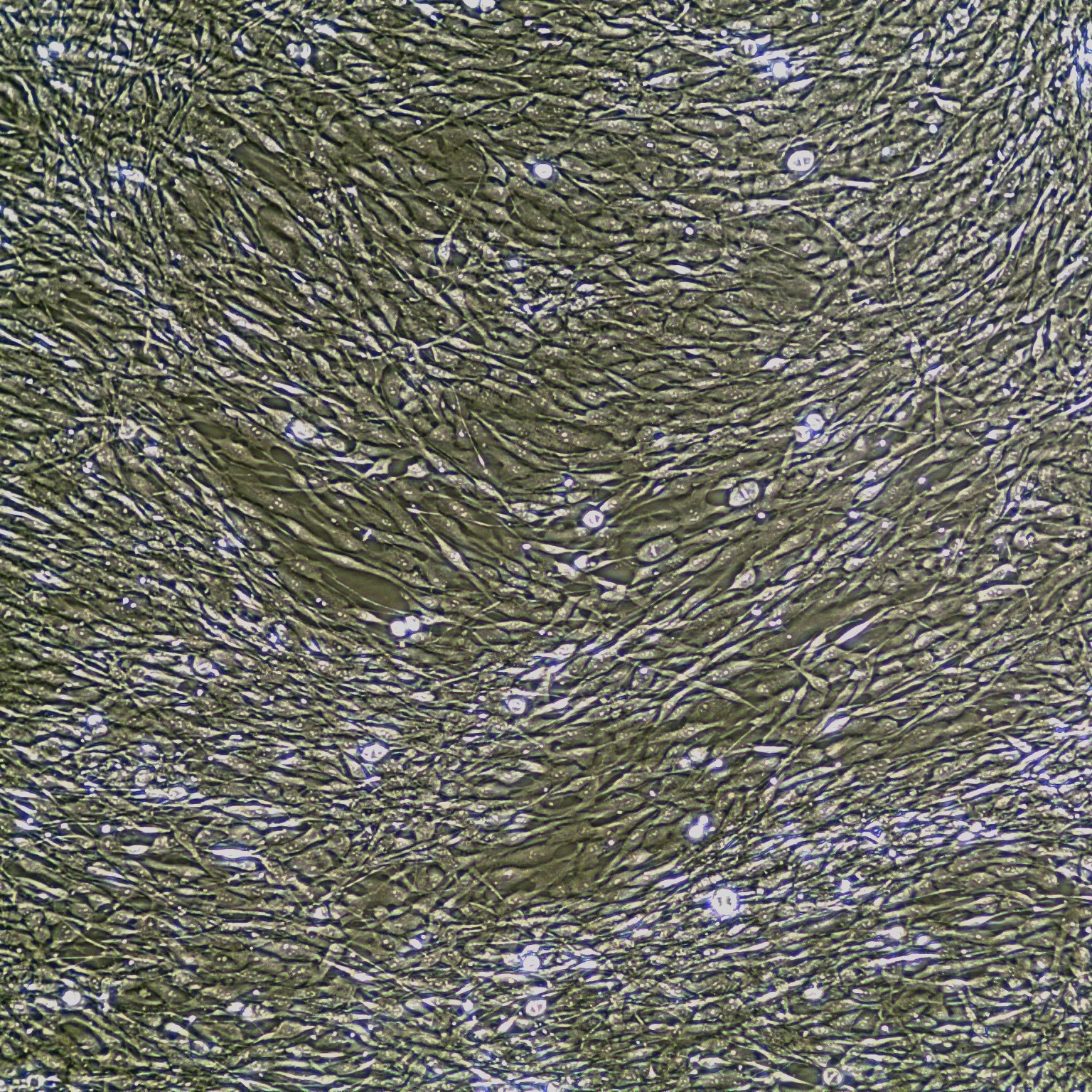 人巩膜成纤维细胞，二代 FC-0098 Scleral Fibroblasts, P2