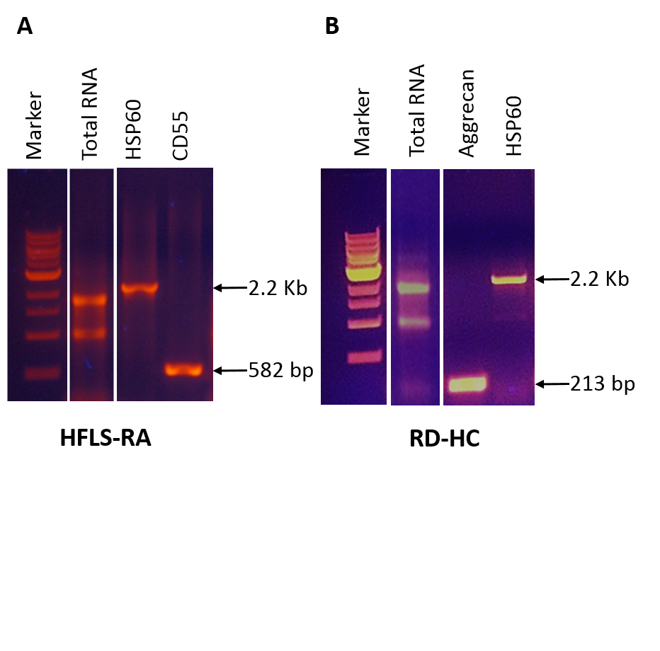 HUMAN CELL RNA