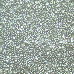 人阴道上皮细胞 FC-0083 Human V