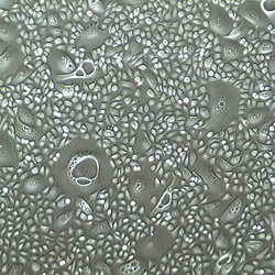 人膀胱上皮细胞 FC-0040 -Apex H