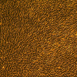 人皮肤成纤维细胞-新生儿，FC-003