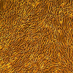人皮肤成纤维细胞-成人 FC-0024 