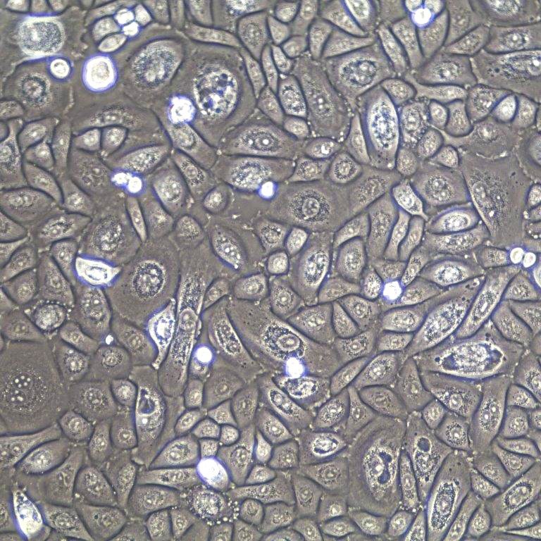 喉上皮细胞 FC-0045 Laryngeal E